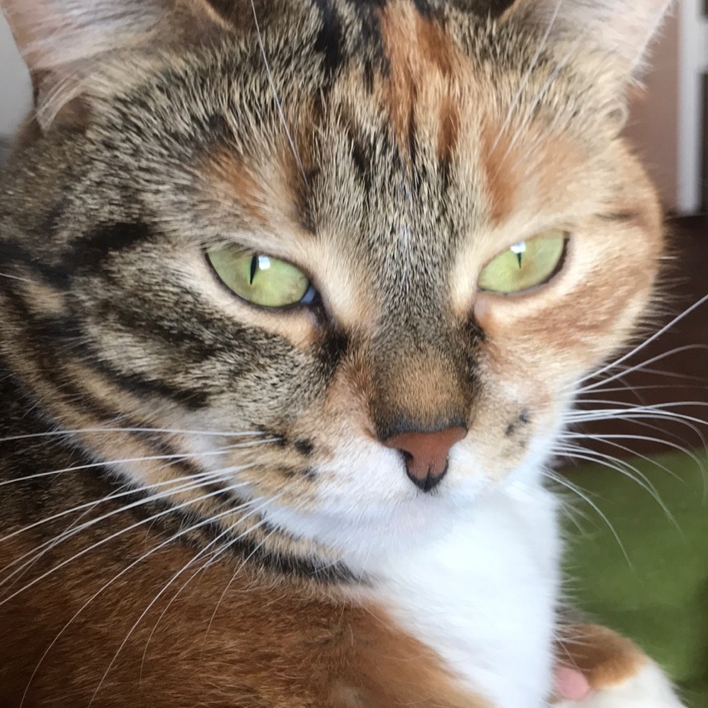 Meet your Posher, Yakov